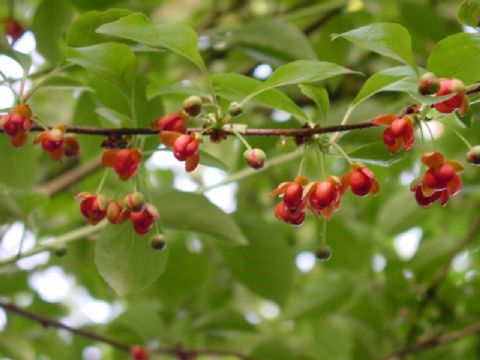 Schisandra Extract Powder